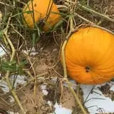 PaPa Simpson's Farm photo