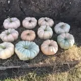 PaPa Simpson's Farm photo