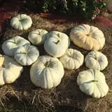 PaPa Simpson's Farm photo