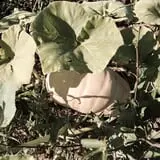 PaPa Simpson's Farm photo