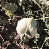 PaPa Simpson's Farm photo