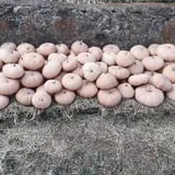 PaPa Simpson's Farm photo