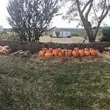 PaPa Simpson's Farm photo