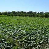 Wagner's Farmland Experience photo
