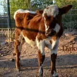 Wagner's Farmland Experience photo