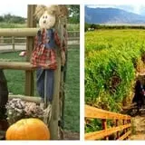 Wagner's Farmland Experience photo