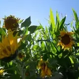 Wagner's Farmland Experience photo