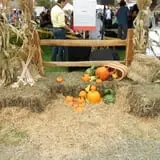 Connecticut Garlic & Harvest Festival photo