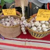 Connecticut Garlic & Harvest Festival photo