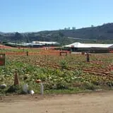 Tanaka Farms Pumpkin Patch photo