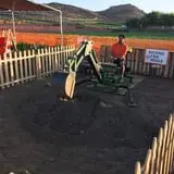 Tanaka Farms Pumpkin Patch photo