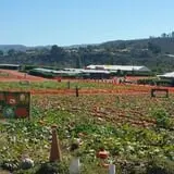 Tanaka Farms Pumpkin Patch photo