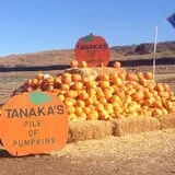 Tanaka Farms Pumpkin Patch photo