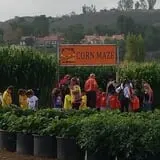 Tanaka Farms Pumpkin Patch photo