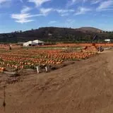 Tanaka Farms Pumpkin Patch photo