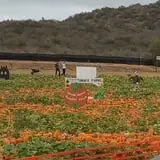 Tanaka Farms Pumpkin Patch photo