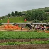 Tanaka Farms Pumpkin Patch photo