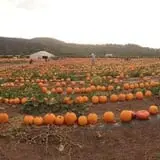 Tanaka Farms Pumpkin Patch photo