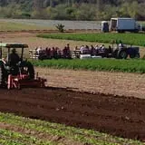 Tanaka Farms Pumpkin Patch photo