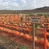 Tanaka Farms Pumpkin Patch photo