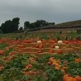 Tanaka Farms Pumpkin Patch photo