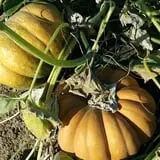 Tanaka Farms Pumpkin Patch photo