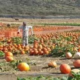 Tanaka Farms Pumpkin Patch photo