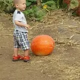 Tanaka Farms Pumpkin Patch photo