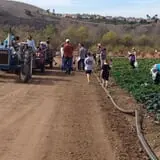 Tanaka Farms Pumpkin Patch photo