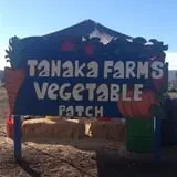 Tanaka Farms Pumpkin Patch photo