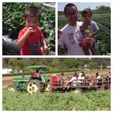 Tanaka Farms Pumpkin Patch photo