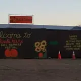 Tanaka Farms Pumpkin Patch photo