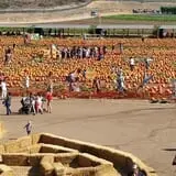 Tanaka Farms Pumpkin Patch photo