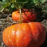 Tanaka Farms Pumpkin Patch photo