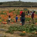 Tanaka Farms Pumpkin Patch photo