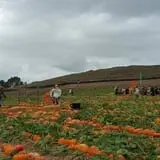 Tanaka Farms Pumpkin Patch photo
