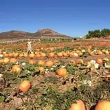 Tanaka Farms Pumpkin Patch photo