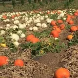 Tanaka Farms Pumpkin Patch photo