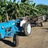 Tanaka Farms Pumpkin Patch photo