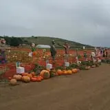 Tanaka Farms Pumpkin Patch photo