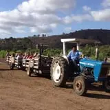 Tanaka Farms Pumpkin Patch photo