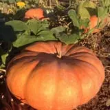 Tanaka Farms Pumpkin Patch photo