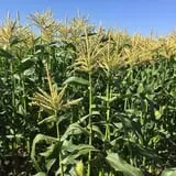 Tanaka Farms Pumpkin Patch photo