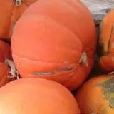 Tanaka Farms Pumpkin Patch photo