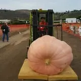 Tanaka Farms Pumpkin Patch photo