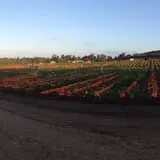 Tanaka Farms Pumpkin Patch photo