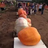 Tanaka Farms Pumpkin Patch photo