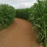 Tanaka Farms Pumpkin Patch photo