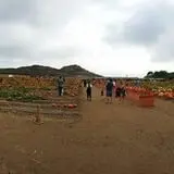 Tanaka Farms Pumpkin Patch photo