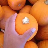 Tanaka Farms Pumpkin Patch photo